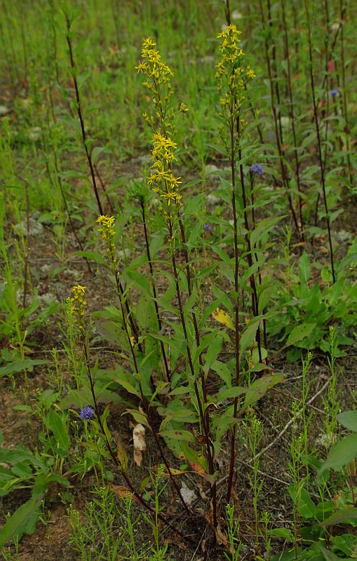 Image of Solidago virgaurea specimen.