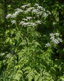 Anthriscus sylvestris