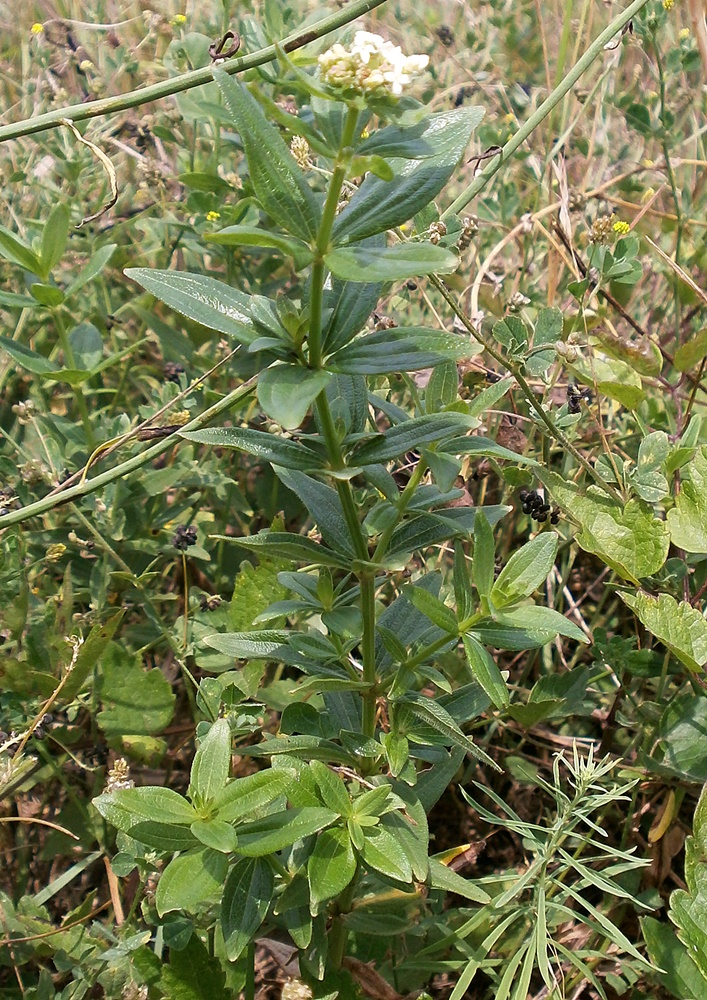 Image of Galium rubioides specimen.