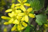 Ribes aureum. Соцветие. Татарстан, г. Бавлы, сад. 13.05.2014.