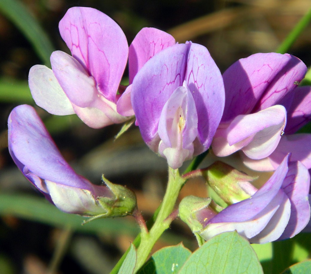 Изображение особи Lathyrus japonicus ssp. maritimus.