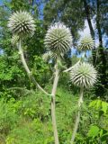 Echinops sphaerocephalus