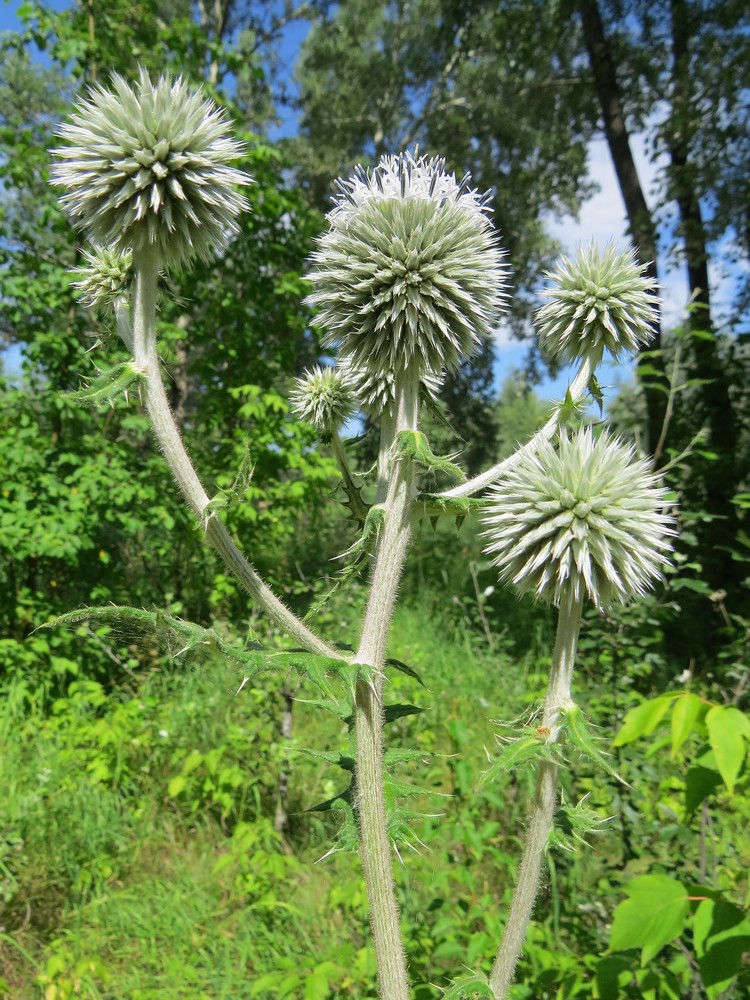 Изображение особи Echinops sphaerocephalus.