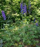 Delphinium ceratophorum
