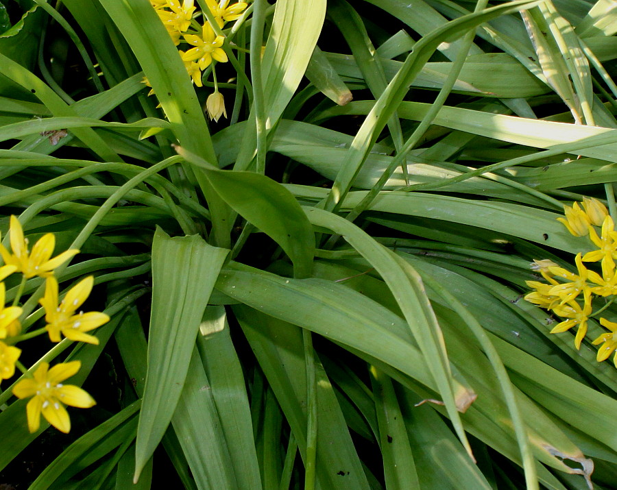 Image of Allium moly specimen.