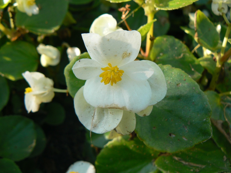 Image of Begonia &times; hortensis specimen.