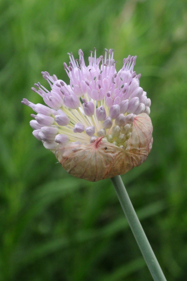 Image of Allium hymenorhizum specimen.