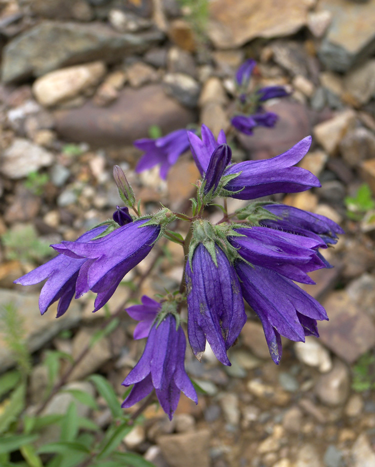 Изображение особи Campanula hohenackeri.