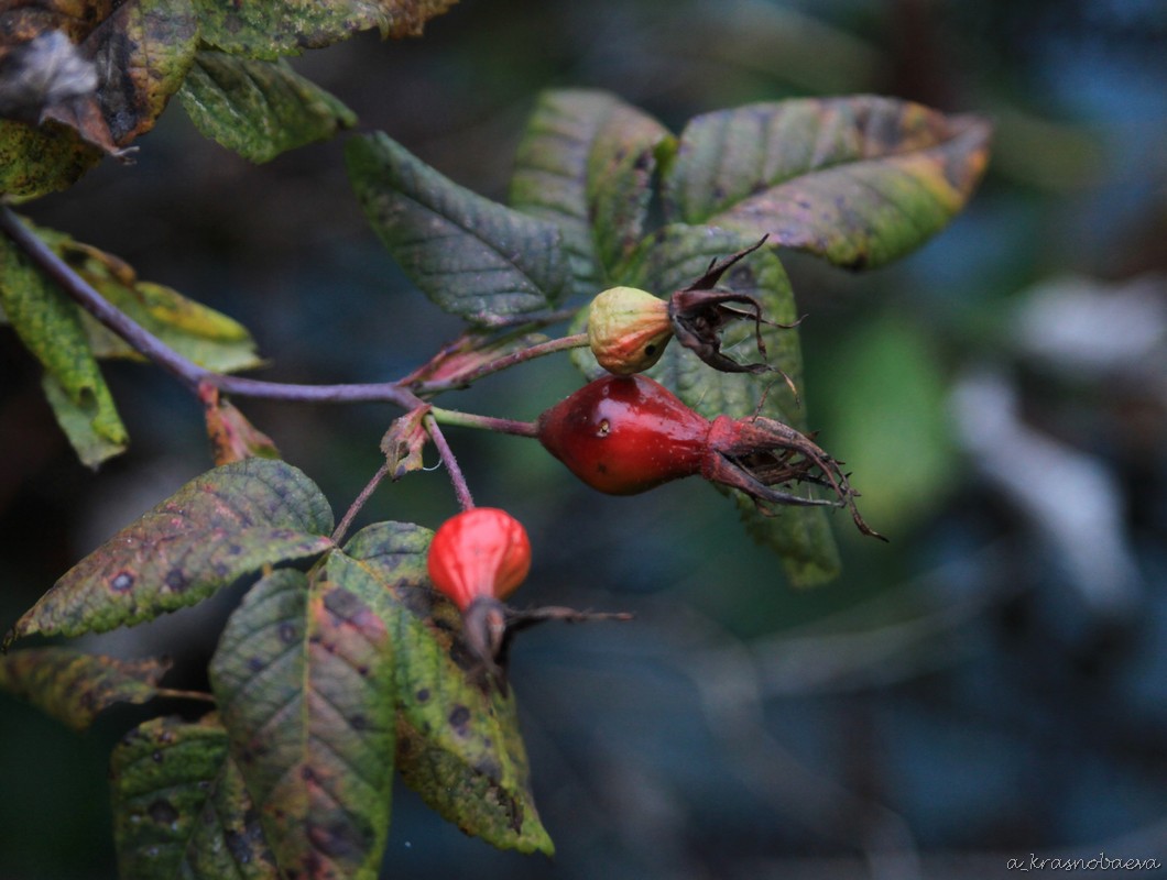 Image of genus Rosa specimen.