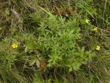 Potentilla erecta. Цветущее и плодоносящее растение на влажном травяном склоне в березняке. Окрестности Мурманска, конец августа 2008 г.