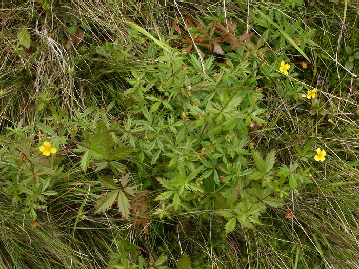 Image of Potentilla erecta specimen.