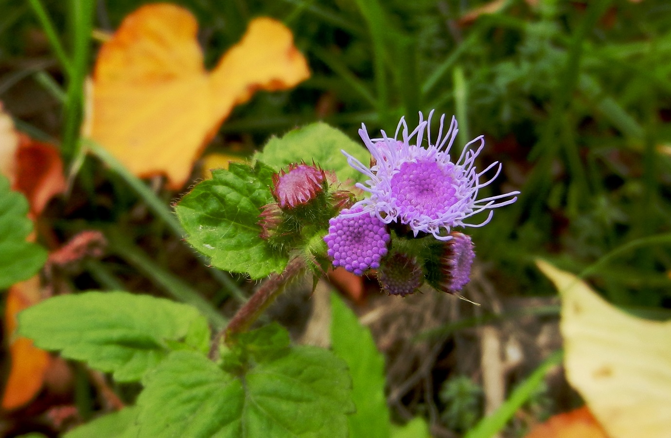 Изображение особи Ageratum houstonianum.