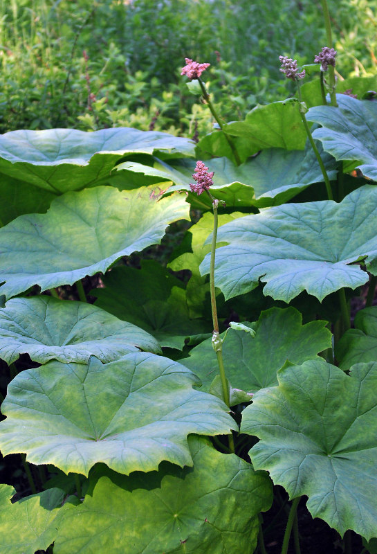 Изображение особи Astilboides tabularis.