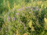 Vicia tenuifolia