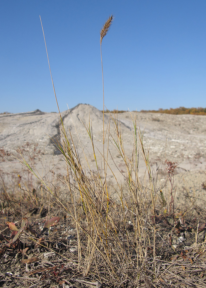 Изображение особи Agropyron pectinatum.