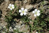 Gypsophila sericea. Цветки. Восточно-Казахстанская обл., г. Риддер, окр. Малоульбинского вдхр., Россыпной Белок, возле Золотой Горы, склон сопки. 28.07.2008.