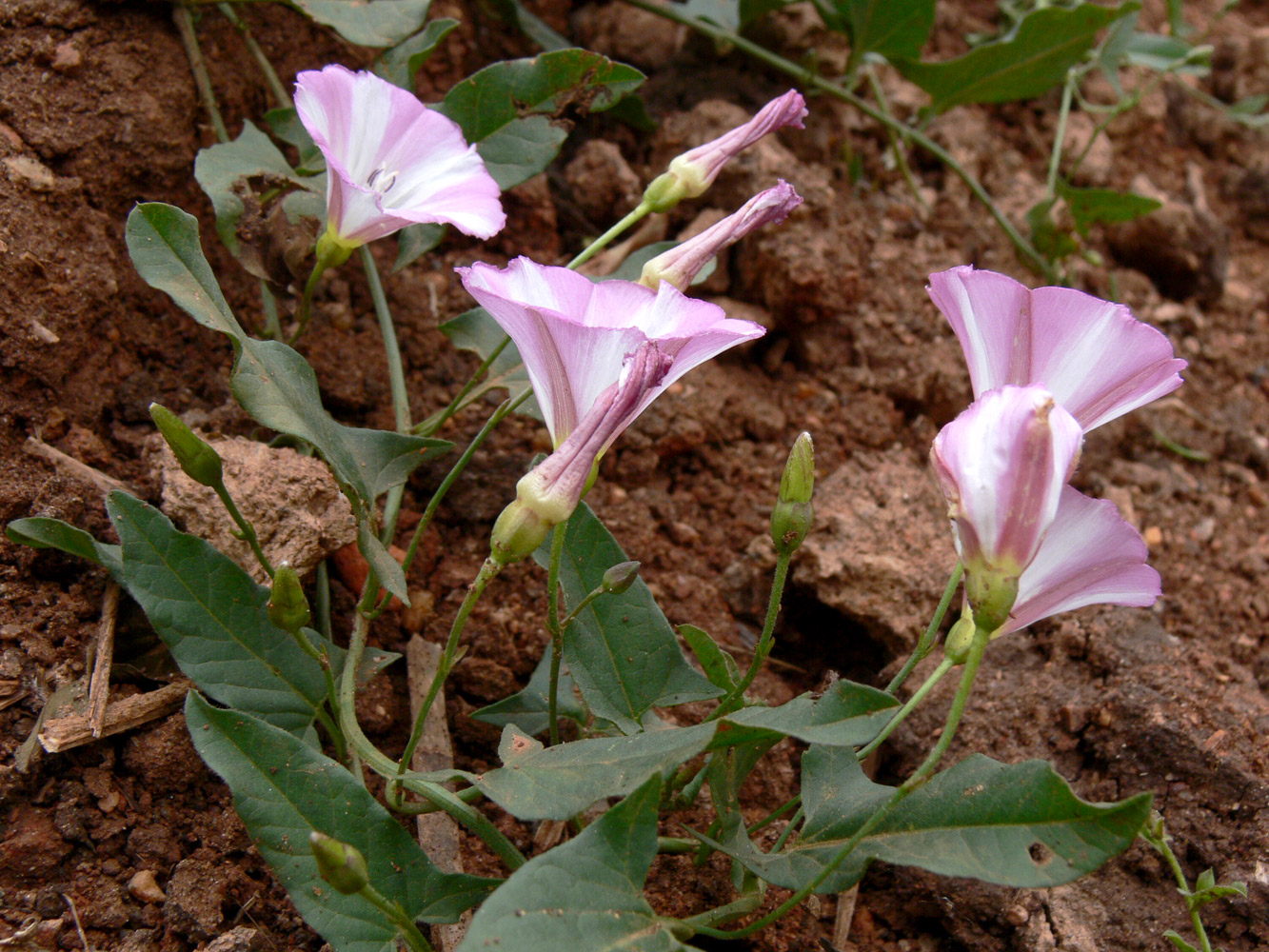 Image of Convolvulus arvensis specimen.
