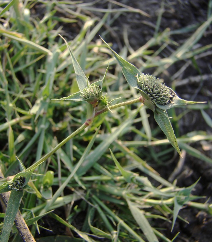 Image of Crypsis aculeata specimen.