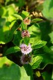 Mentha arvensis