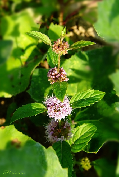 Image of Mentha arvensis specimen.