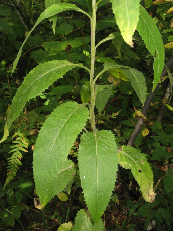 Image of Saussurea latifolia specimen.