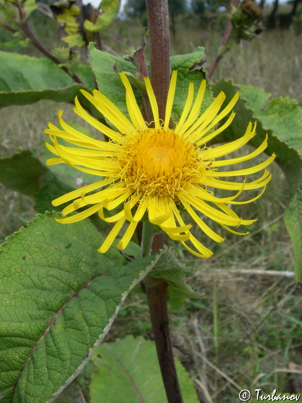 Image of Inula helenium specimen.