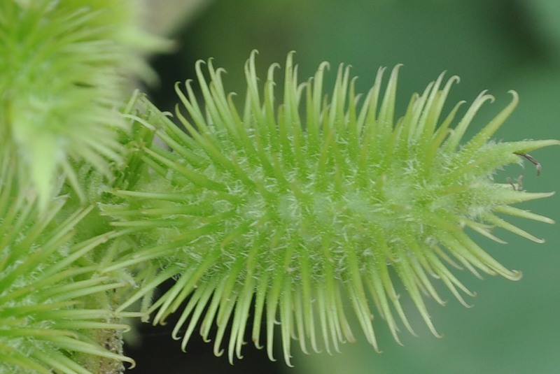 Image of Xanthium orientale specimen.