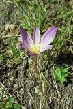 Colchicum speciosum