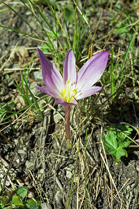 Изображение особи Colchicum speciosum.