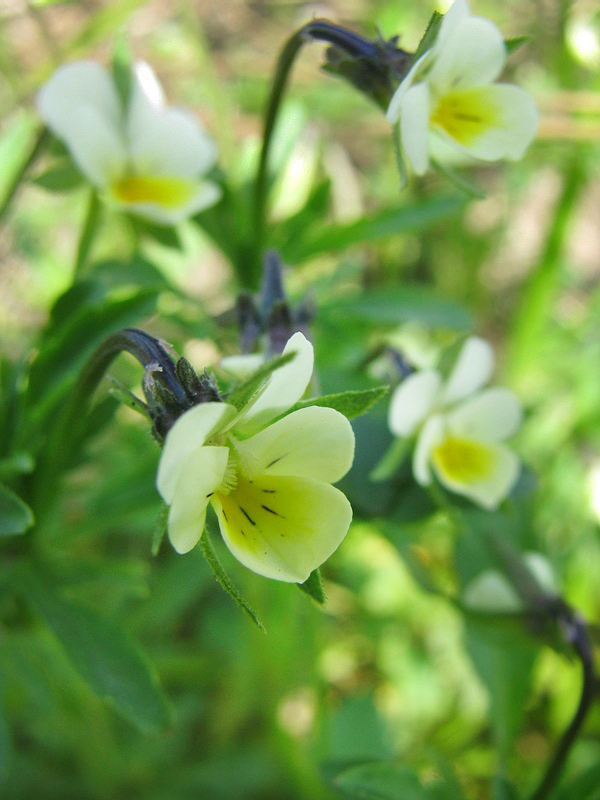 Image of Viola arvensis specimen.