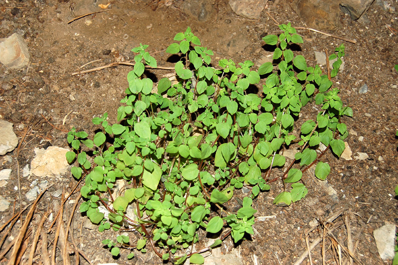 Image of Parietaria micrantha specimen.