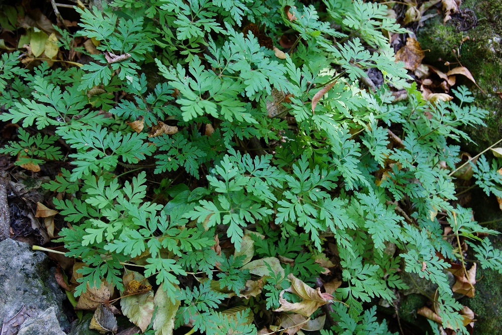 Изображение особи Geranium robertianum.