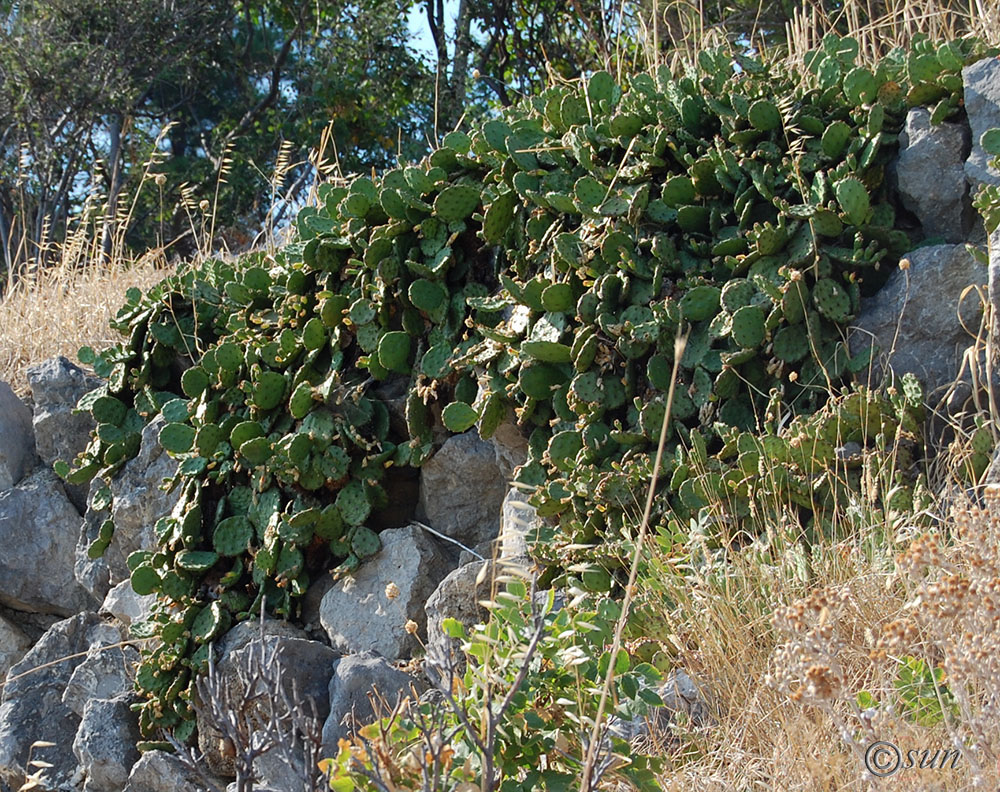 Image of Opuntia humifusa specimen.