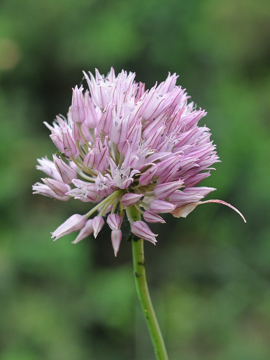 Image of Allium acutiflorum specimen.