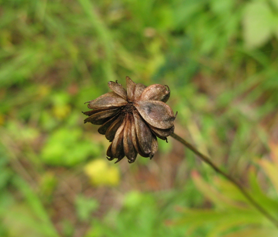 Image of Anemonastrum crinitum specimen.