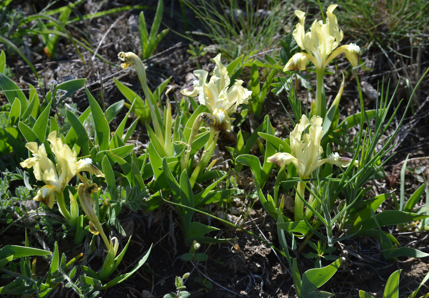 Image of Iris pumila specimen.