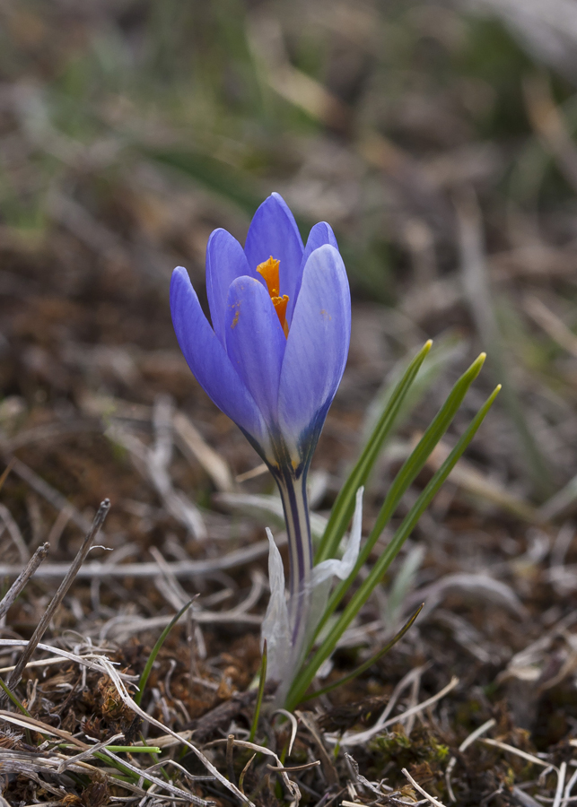 Изображение особи Crocus adamii.