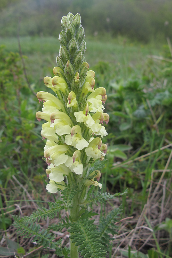 Изображение особи Pedicularis sibthorpii.