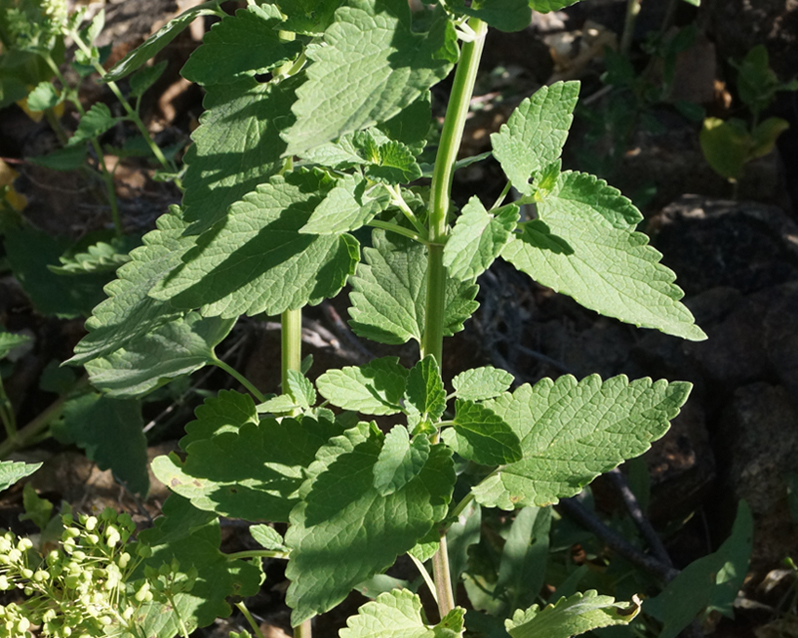 Image of Nepeta cataria specimen.