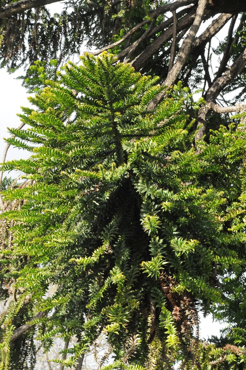 Изображение особи Araucaria bidwillii.