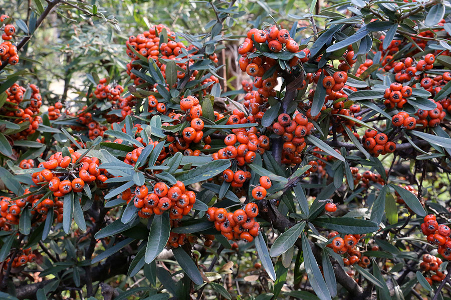 Изображение особи род Pyracantha.