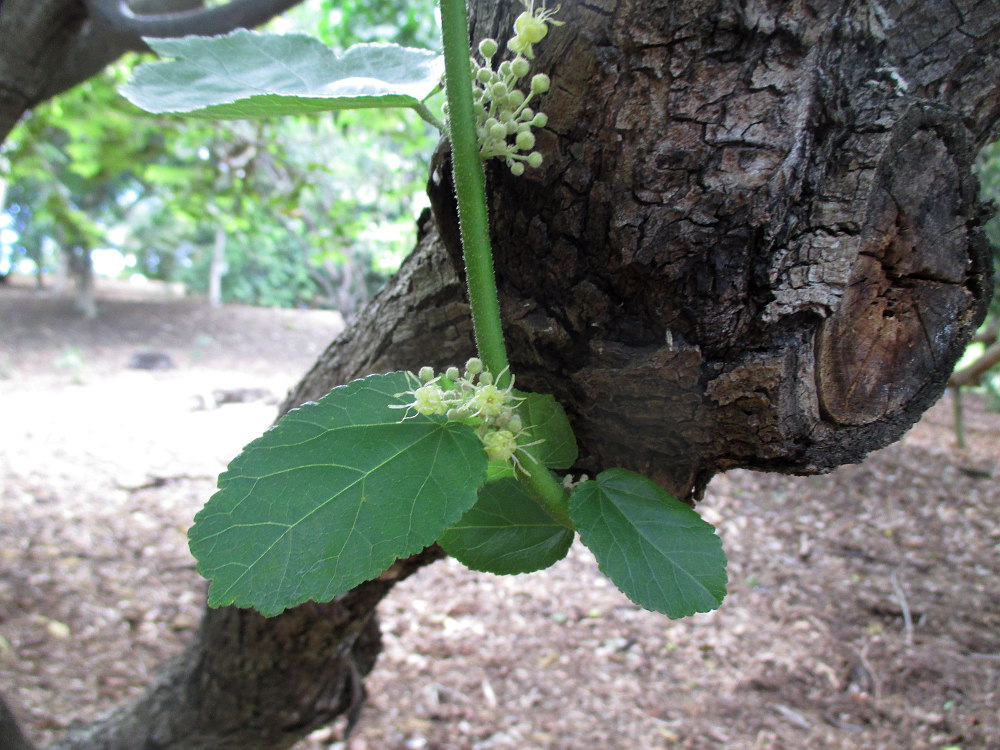 Image of Guazuma ulmifolia specimen.