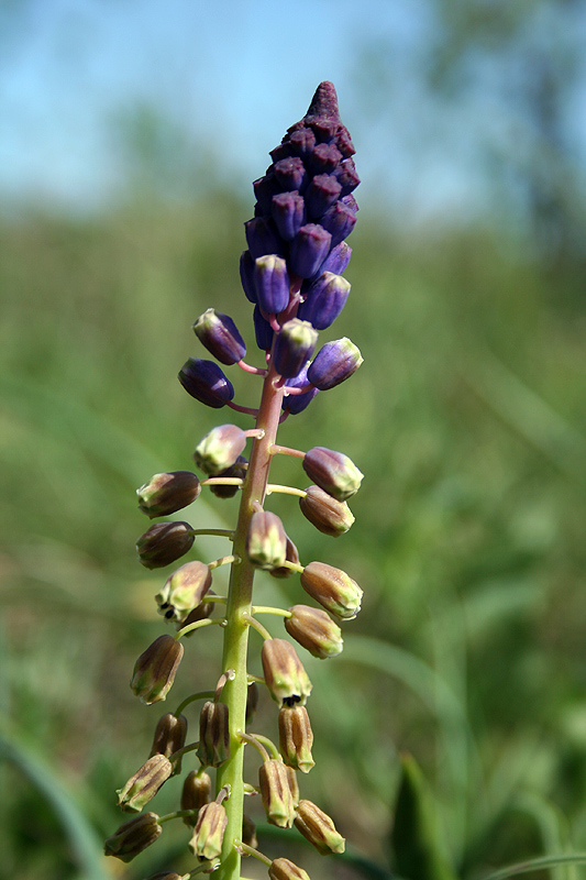 Image of genus Bellevalia specimen.