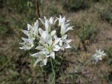 Allium ramosum. Соцветие. Иркутская обл., Иркутский р-н, окр. дер. Позднякова, сухая поляна в перелеске между заболоченным лугом и холмами. 07.08.2015.