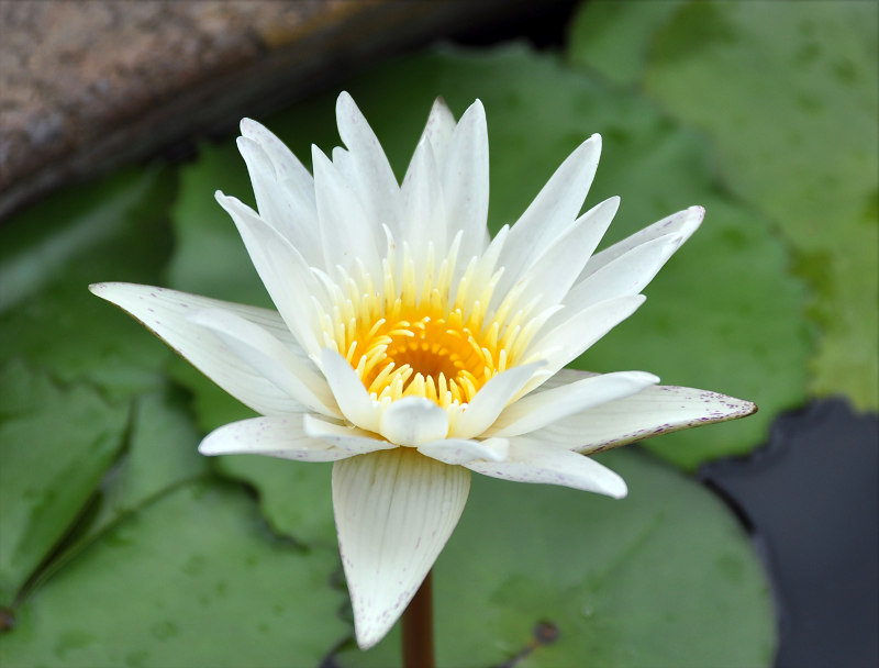 Image of Nymphaea nouchali var. caerulea specimen.