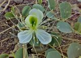 Capparis herbacea. Цветок. Южный Берег Крыма, городской округ Судак, гора Перчем. 05.10.2011.