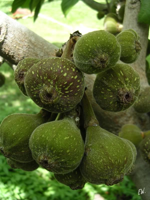 Изображение особи Ficus auriculata.