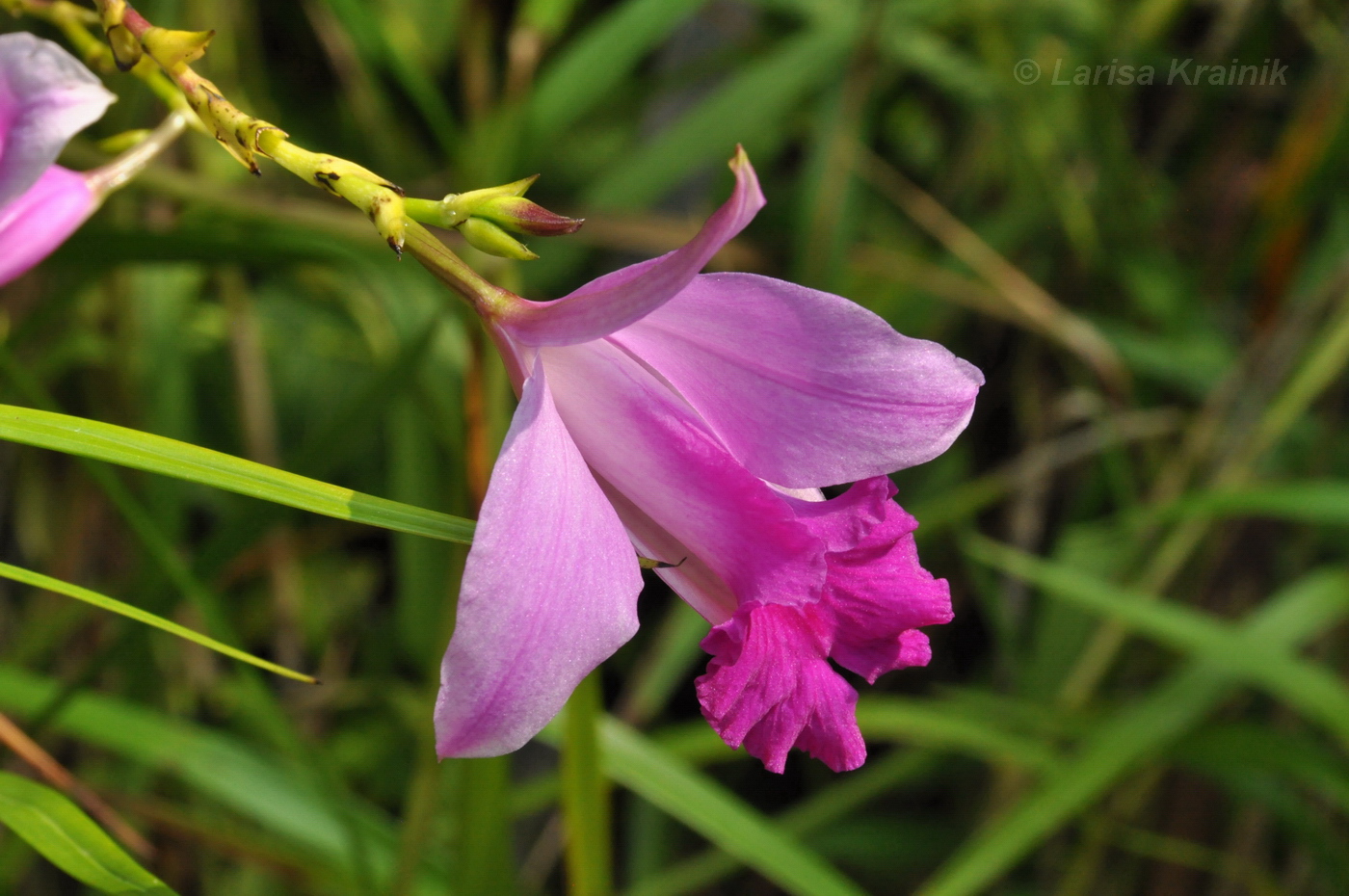Image of Arundina graminifolia specimen.