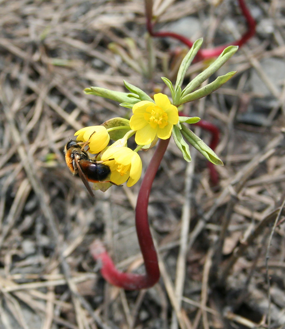 Изображение особи Gymnospermium altaicum.