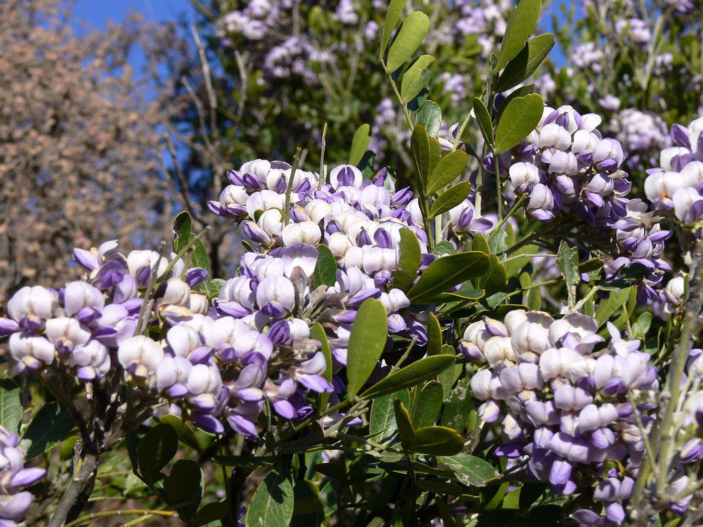 Изображение особи Sophora secundiflora.